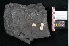 Foto (Objekt + Etikett) von Noeggerathia palmaeformis Goeppert (NHMW-GEO-2024-0188-10733)